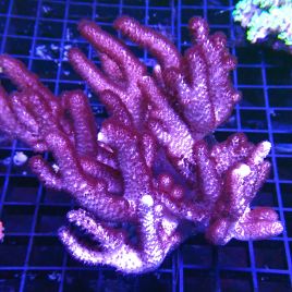 Cladiella 10-15 cm