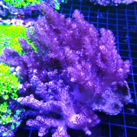 Klyxum 15 cm