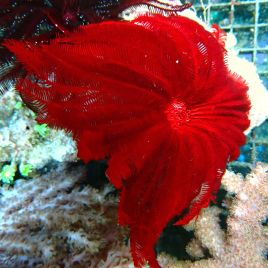 Himerometra robustipinna - Crinoïde rouge 8-10cm