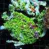 Bouture Briareum vert fluo indo
