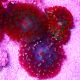 Bouture Rhodactis Sanctithomae rouge