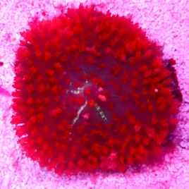 Bouture Rhodactis Sanctithomae rouge