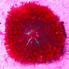Bouture Rhodactis Sanctithomae rouge