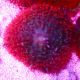 Bouture Rhodactis Sanctithomae rouge