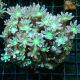 Clavularia sp.-Clove Verts 7-10 cm