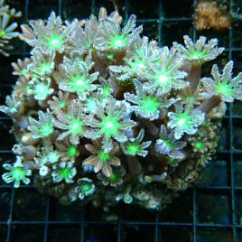 Clavularia sp.-Clove Verts 7-10 cm
