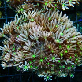 Knoppia 6-8 cm