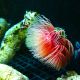 Protula rouge (Spirographe calcaire rouge)