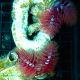 Protula rouge (Spirographe calcaire rouge)