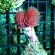 Protula rouge (Spirographe calcaire rouge)