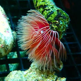 Protula rouge (Spirographe calcaire rouge)