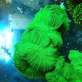 Rhodactis inchoata vert