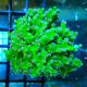 Bouture Euphyllia Paradivisa vert à pointes mauves (1 polype)