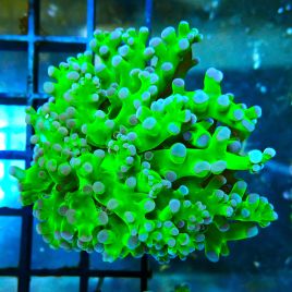 Bouture Euphyllia Paradivisa vert à pointes mauves (1 polype)
