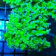 Bouture Euphyllia Paradivisa vert à pointes mauves (1 polype)