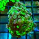 Bouture Euphyllia parancora marbble '1 polype)