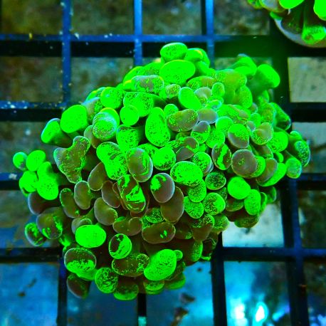 Bouture Euphyllia parancora marbble (2 polypes)