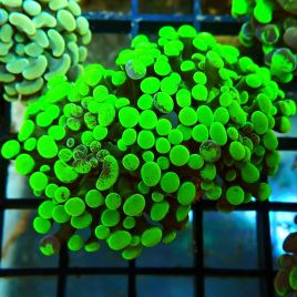 Bouture Euphyllia parancora vert fluo (1 polype)