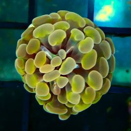 Bouture Euphyliia parancora orange (1 polype)