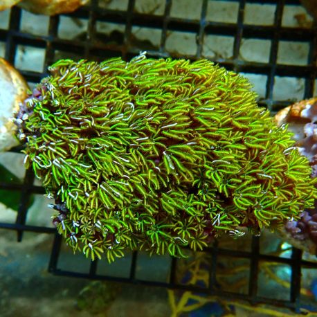 Bouture Tubipora Musica vert metallique