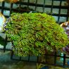 Bouture Tubipora Musica vert metallique