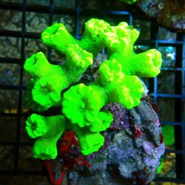 Caulastrea curvata vert fluo (7-10 polypes)