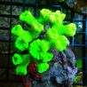 Caulastrea curvata vert fluo (7-10 polypes)