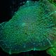 Amplexidiscus 15-20 cm