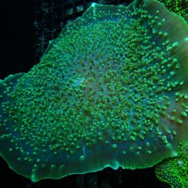 Amplexidiscus 15-20 cm