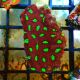 Bouture Favites "pentagona red" 3-4 cm
