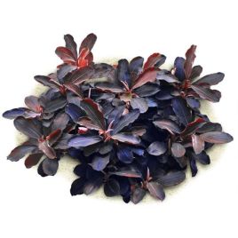 Bucephalandra sp thaia red