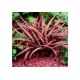 Cryptocoryne balansae pink