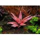 Cryptocoryne wendtii flamingo