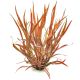 Cryptocoryne spiralis tiger
