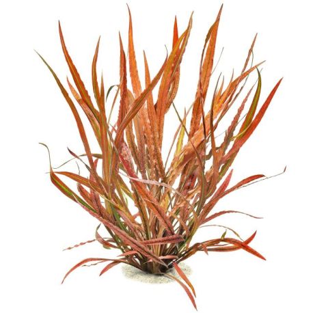 Cryptocoryne spiralis tiger