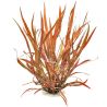 Cryptocoryne spiralis tiger