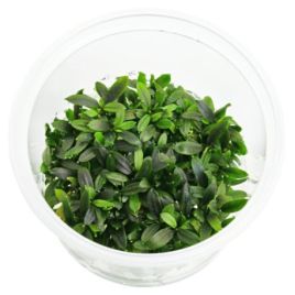 Bucephalandra sp maia