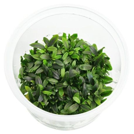 Bucephalandra sp maia