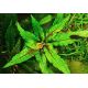 Cryptocoryne wendtii green gecko