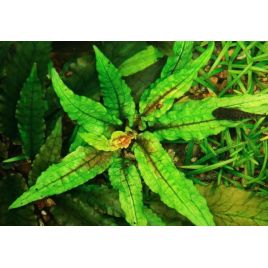 Cryptocoryne wendtii green gecko