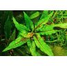 Cryptocoryne wendtii green gecko