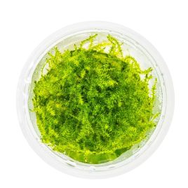 Leptodictyum riparium (stringy moss)