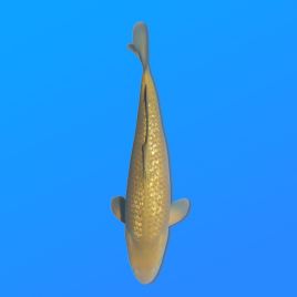 Koï Japon G. Chagoi éleveur Marusei 35-45 cm