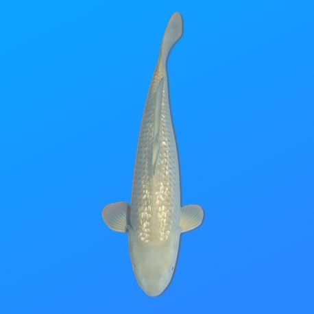 Koï Japon G. Chagoi éleveur Marusei 35-45 cm