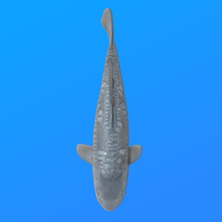 Koï Japon D. Soragoi éleveur Marusei 35-45 cm