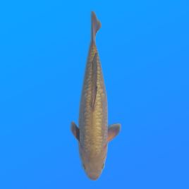 Koï Japon D. Chagoi éleveur Marusei 35-45 cm