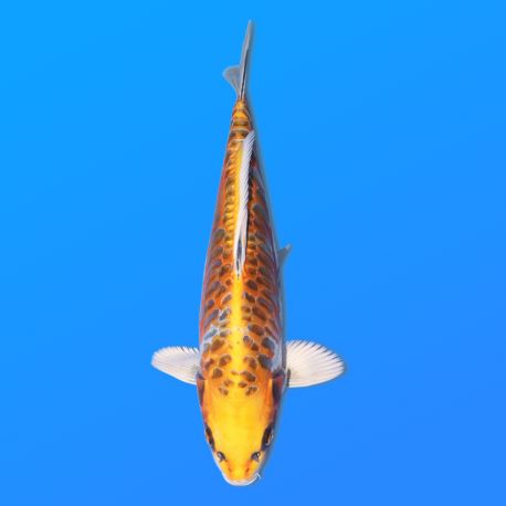 Koï Japon A. Kogane O. éleveur Seiki 38-41 cm