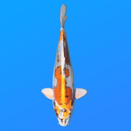 Koï Japon Kawari. éleveur Seiki 38-41 cm