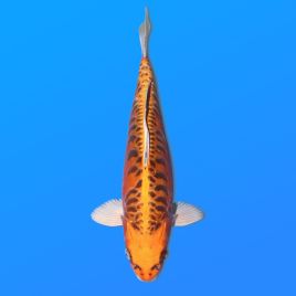 Koï Japon Kawarigoi éleveur Seiki 38-41 cm