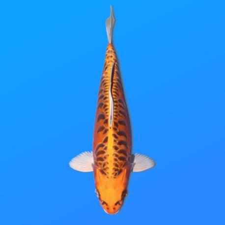 Koï Japon Kawarigoi éleveur Seiki 38-41 cm